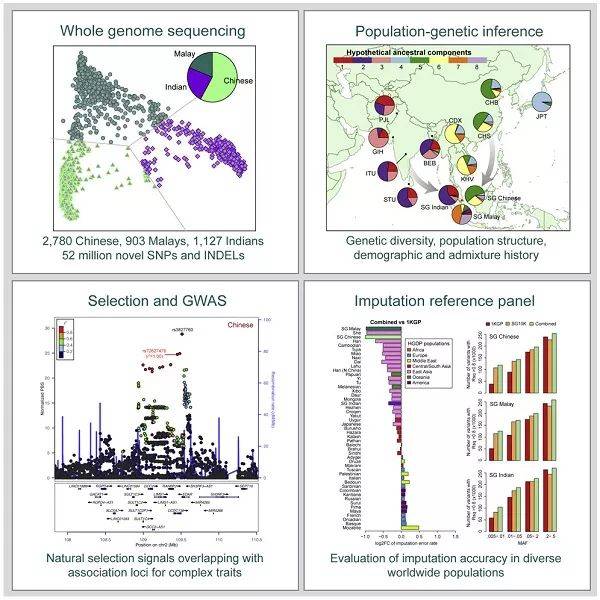 Cell：新加坡三个亚洲人群的大规模测序