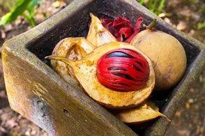 中峇魯烘焙咖啡館福康甯公園開新分店!趁著周末快來打卡