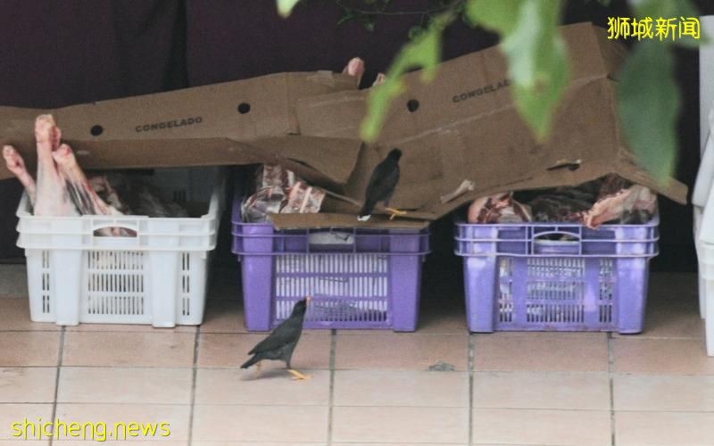 八哥闯湿巴刹偷吃生肉 摊贩：怎么也赶不走