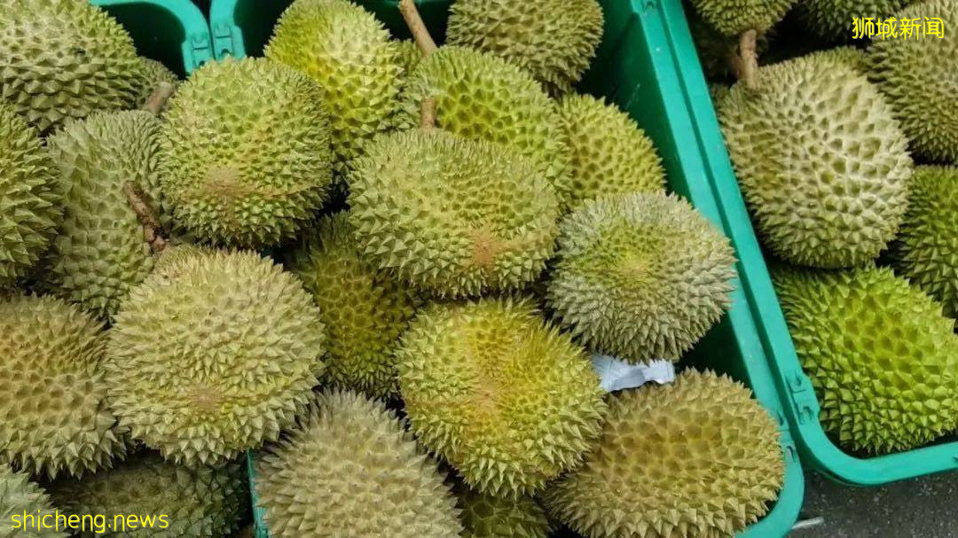 榴梿季到!泰國和馬來西亞的榴梿誰家的最好吃