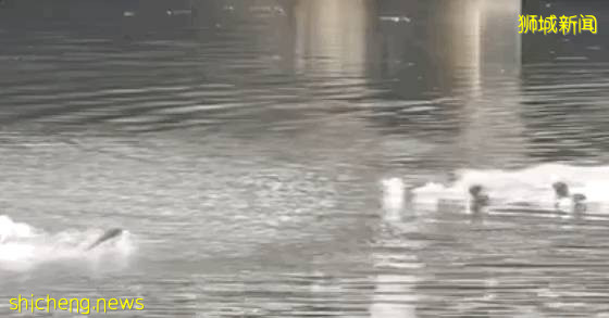 好暖心!新加坡“水獺尋親記”走紅,“這是幫黑勢力內定接班人”