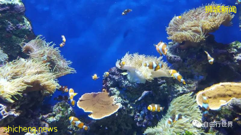 疫情過後,去新加坡不可錯過的16個體驗!