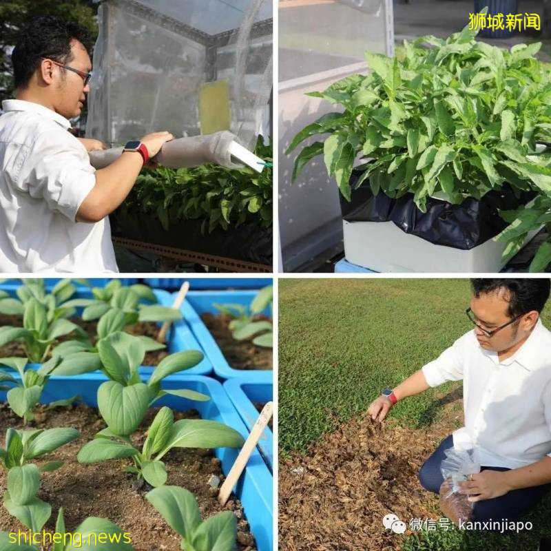 馬來西亞菜價漲40%至300%,新加坡菜價會漲嗎!