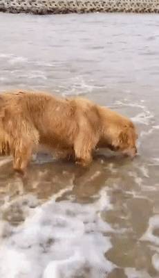 新加坡趕海全攻略!寄居蟹、花蟹、龍蝦、蛤蜊、海星、海參...我挖到寶藏啦