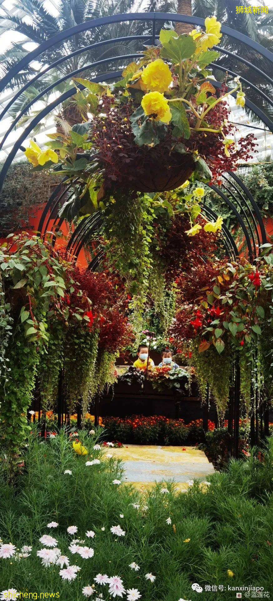 新加坡親子好去處！濱海灣～花穹～雲霧森林～空中步道半日遊