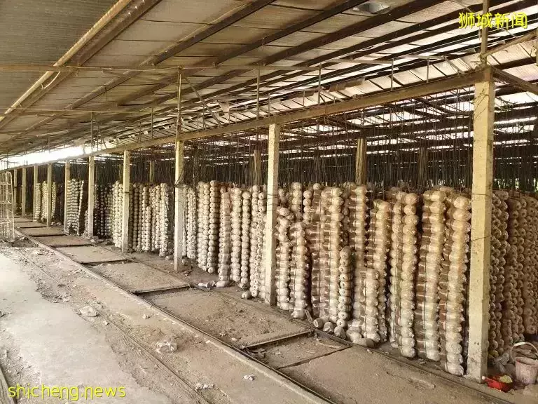 大家都在求代购!这个新加坡网红产品,特别适合送爸妈