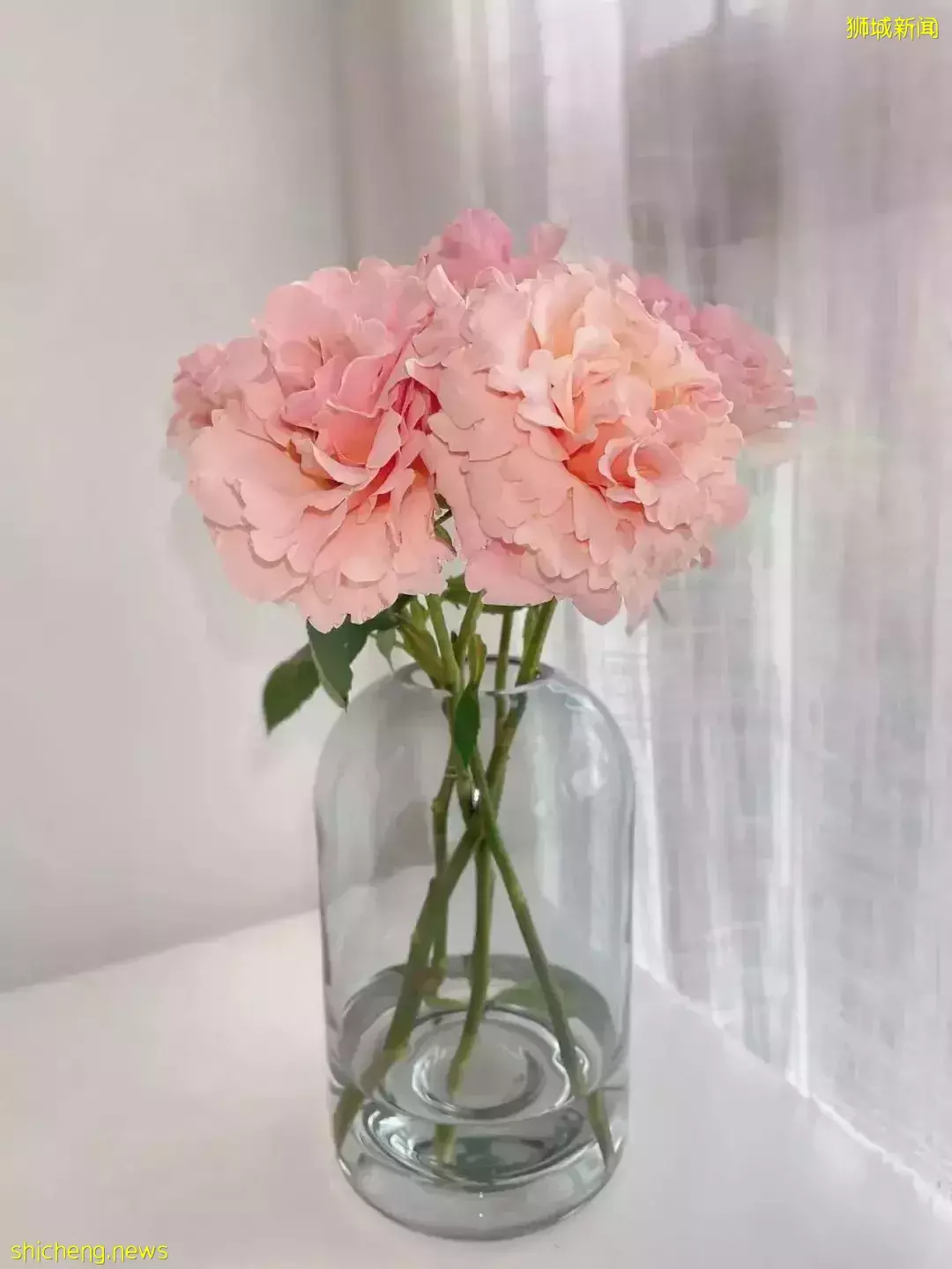 鮮花在熱帶也能養1個月？資深花友新加坡買花、養護大揭秘