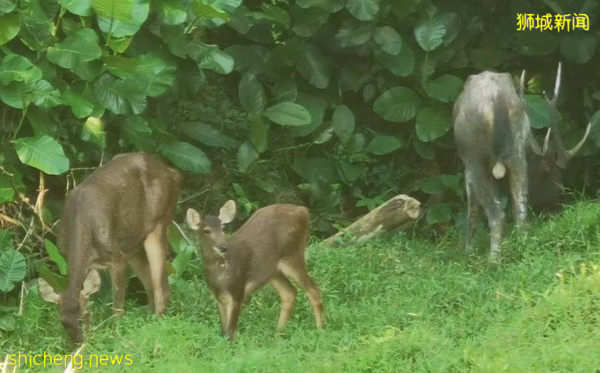 罕见!偶遇新加坡版的小鹿斑比,捡到睡着的猫头鹰