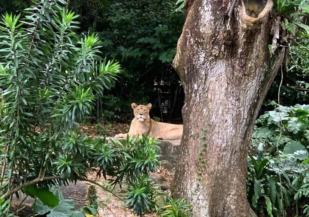 行走獅城——新加坡動物園