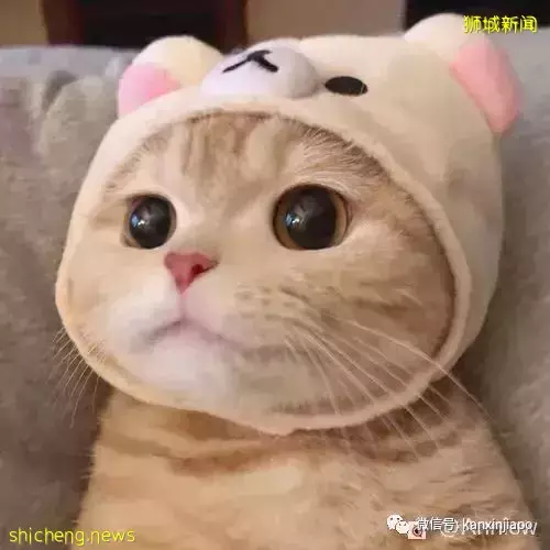 原来在新加坡养宠物有这么多冷知识