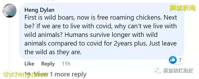 新加坡特色!野鸡有“鸡权”,遭居民投诉鸡啼扰民必须成立工作小组解决问题