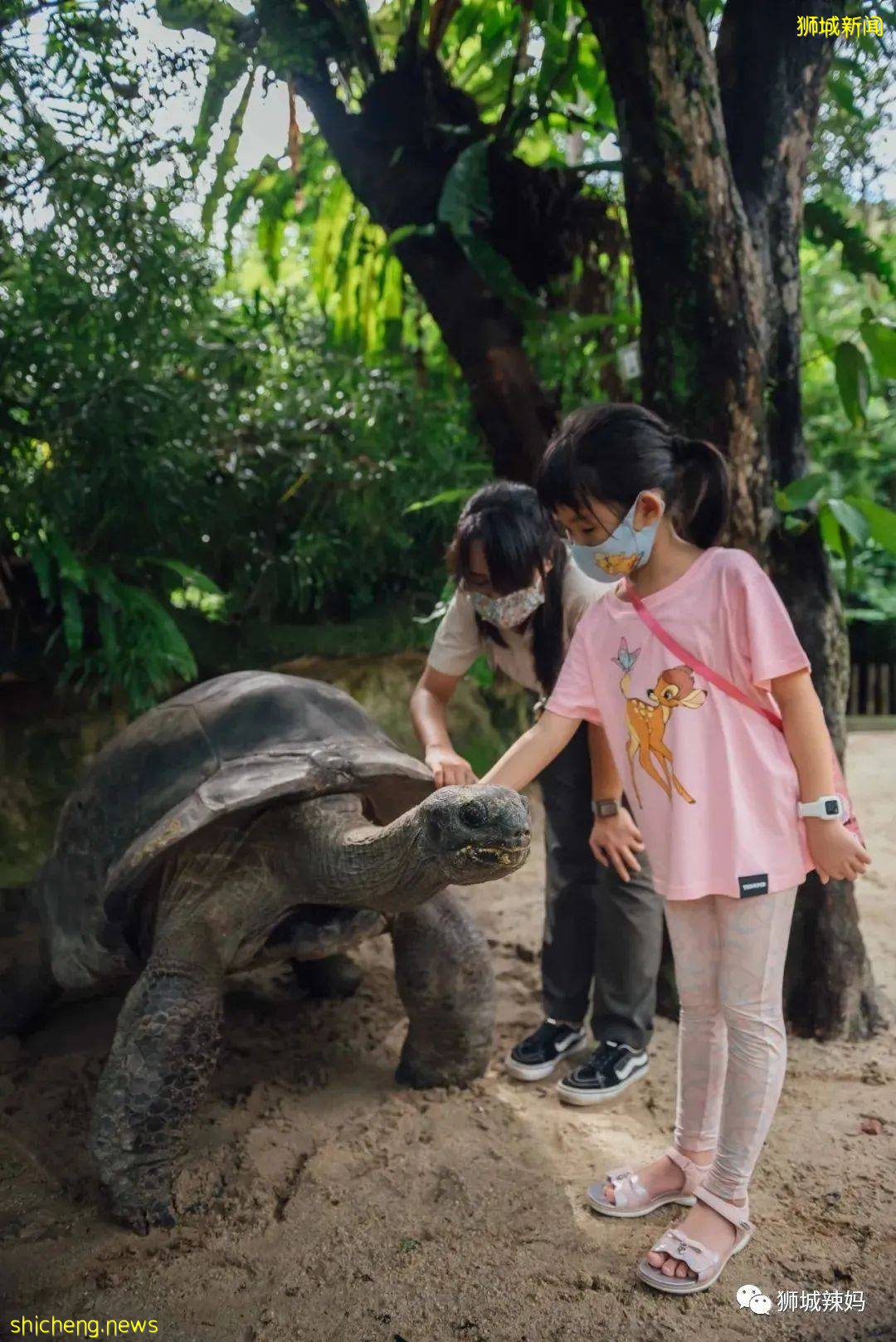 僅2天！新加坡動物園最牛的餵動物之旅，8折！還有幻光雨林和4大園5.5折起，搶啦