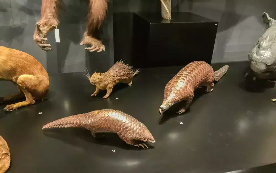 你見過熱戀中的水獺嗎