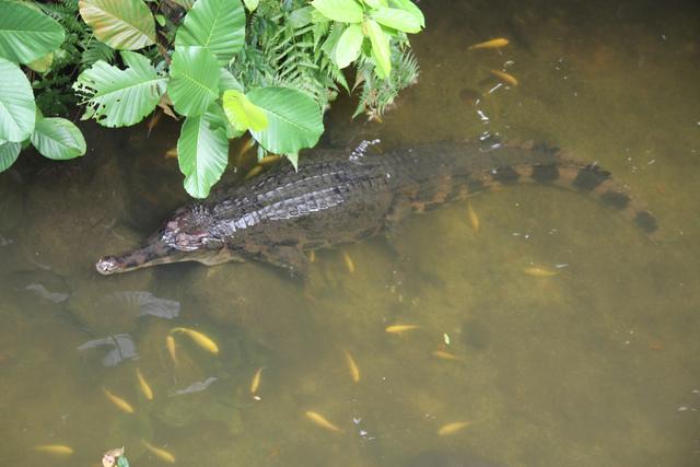 世界十大动物园之一：新加坡动物园，确实不一样