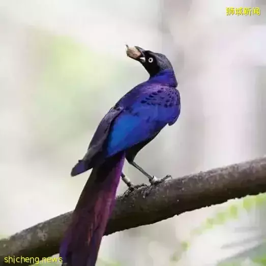 小朋友超爱！裕廊飞禽公园露营！和火烈鸟一起度过美好夜晚