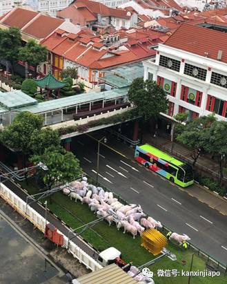牛牪犇!牛车水变身“农场”,喜迎春节到来