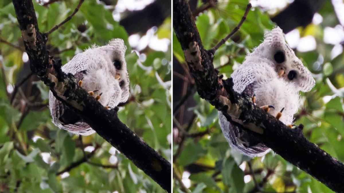 超可爱的条纹猫头鹰被民众发现，真的超级超级可爱