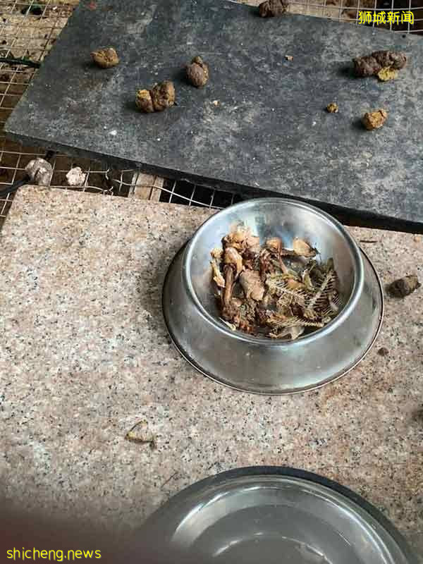 不忍狗困笼吃残羹剩饭 妇女向庙宇领养被拒