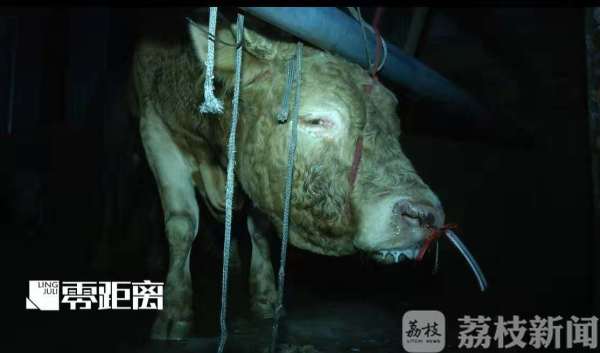 给黄牛狂注水60公斤致流泪瘫倒 老板称：“不痛苦”