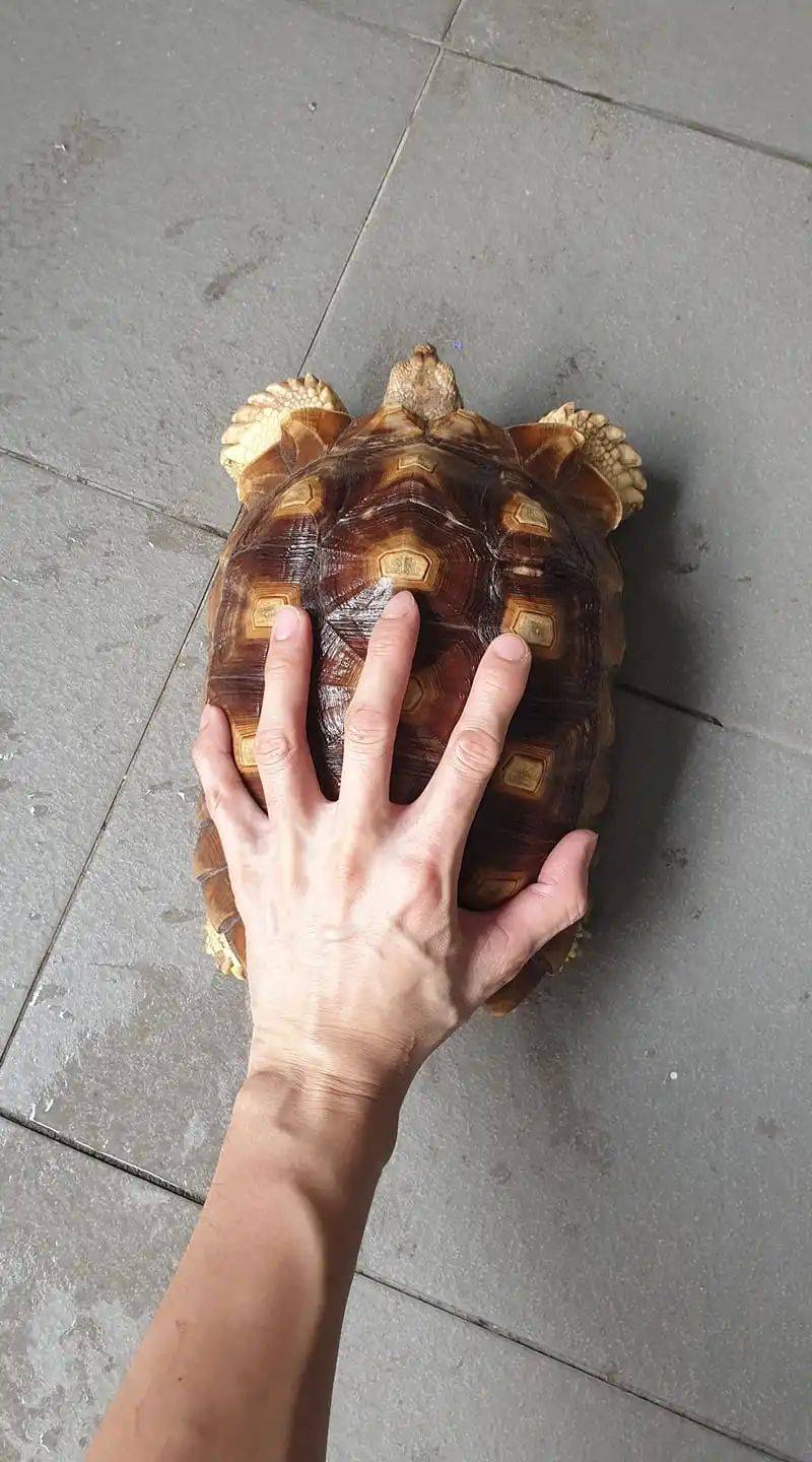 这种动物竟然可以当宠物遛！网友：我也养过，骑上去很稳