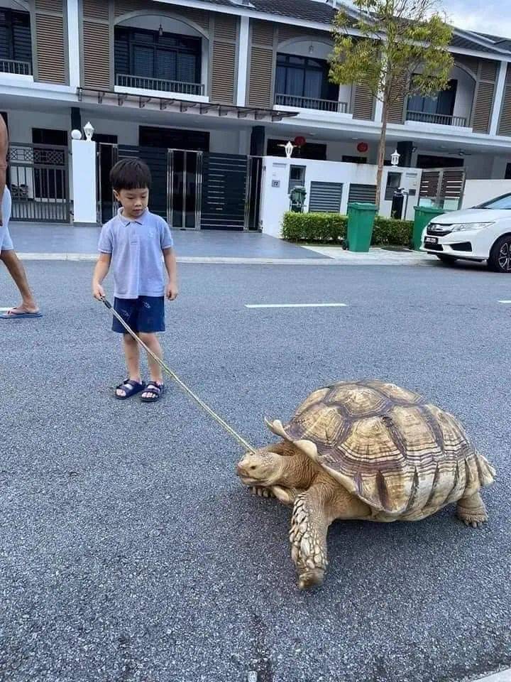 这种动物竟然可以当宠物遛！网友：我也养过，骑上去很稳