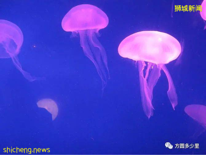 北緯1°，遇見新加坡!