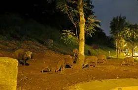 新加坡最好玩的海灘公園!趕海、騎馬、劃艇、樹籬迷宮、燒烤露營,超適合家庭出遊