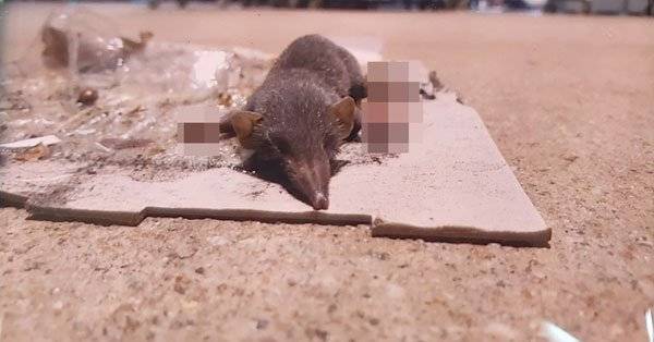 民众误以为老鼠出没 专家:是钱鼠