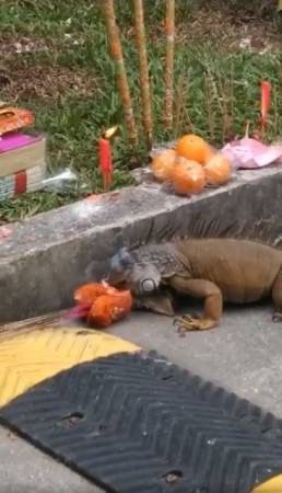 农历七月路边摆贡品   大蜥蜴和“好兄弟”抢食物