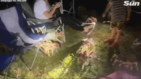 突發！這個海灘驚現一群巨型椰子蟹，還搶燒烤吃！新加坡也被鳄魚、蜥蜴、蟒蛇、水獺、猴子、野豬、野雞嚇到過