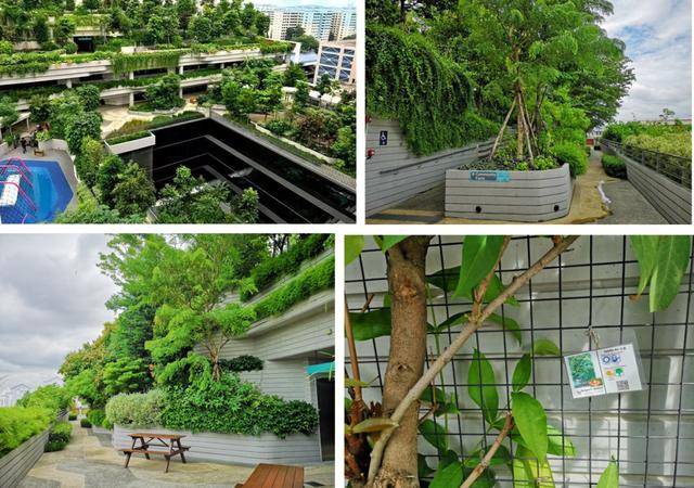 案例实践 新加坡代际融合的养老社区综合体——海军部村落 