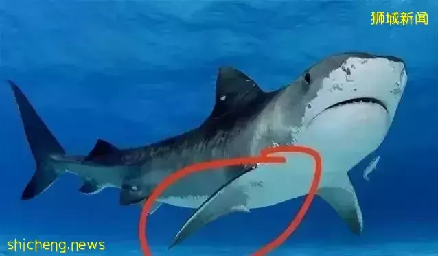 新加坡将通过app数秒内识别鲨鱼魔鬼鱼翅片是否属非法交易