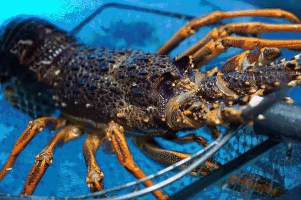 吃什麽海鮮?吃……蒸海鮮!西部這家店必須來打卡一下