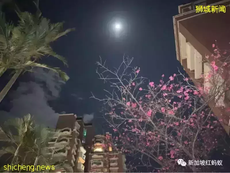 新加坡人环保意识不差,为何难以养成垃圾分类和回收的习惯