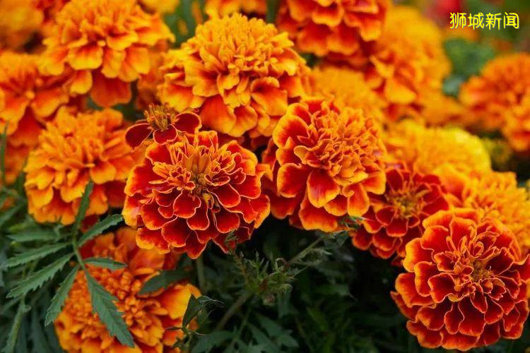 翻土、播种、浇水!新加坡最容易养活的6种小植物等娃来翻牌