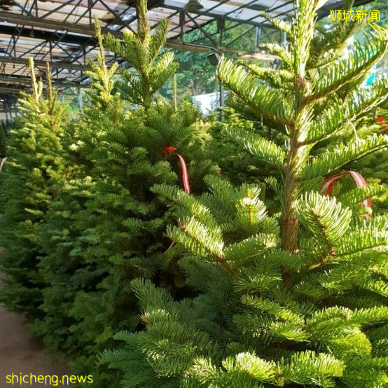 迎接溫暖聖誕季~新加坡這10個地方可以買到聖誕樹,快布置起來