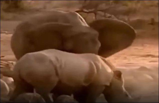 为了火,玩命了!新加坡小伙为拍短视频跳进犀牛圈里