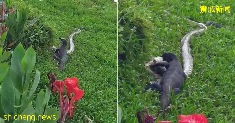 蜥蜴大口吞蟒蛇!新加坡的蜥蜴到底有多凶猛