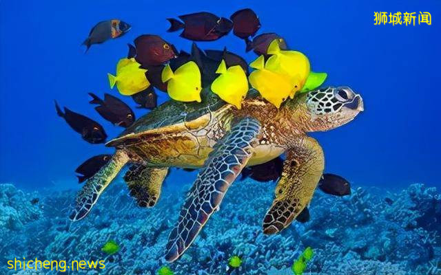 新加坡教育 自然科學讓“愛護環境，從你我做起”真正落實到實處
