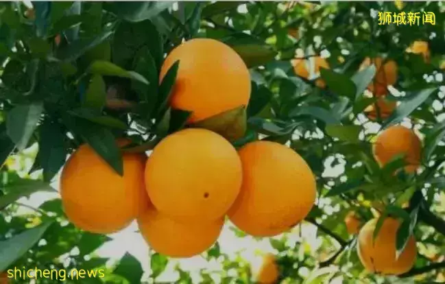 中國孫子給奶奶拜年磕頭把盆磕癟,新加坡網友:真漲見識啦