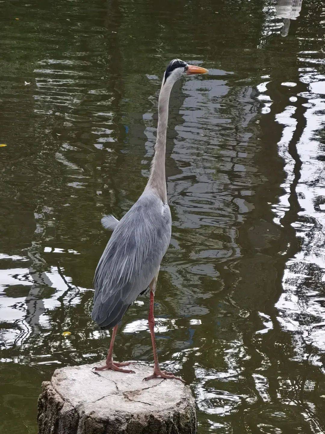 免費送票!帶倆娃嗨翻亞洲最大飛禽園,400多種5000多只鳥,一路驚喜不斷