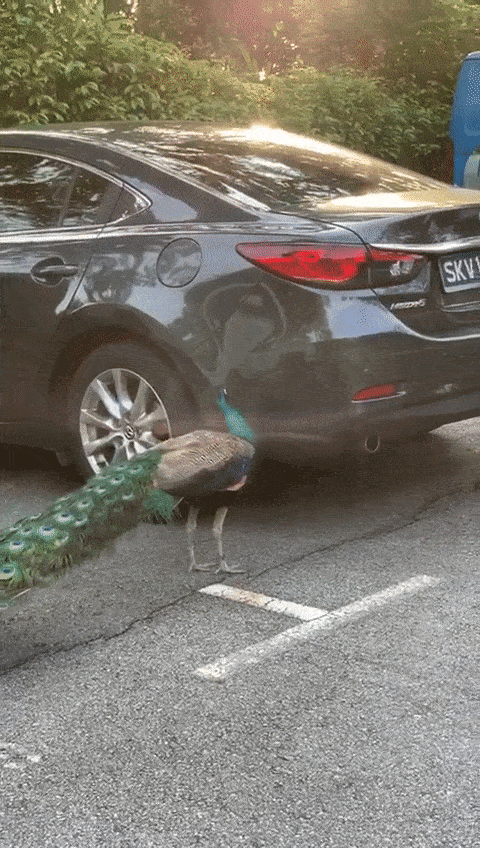 奇葩!新加坡孔雀和黑色轿车“打架”,原来是这个原因