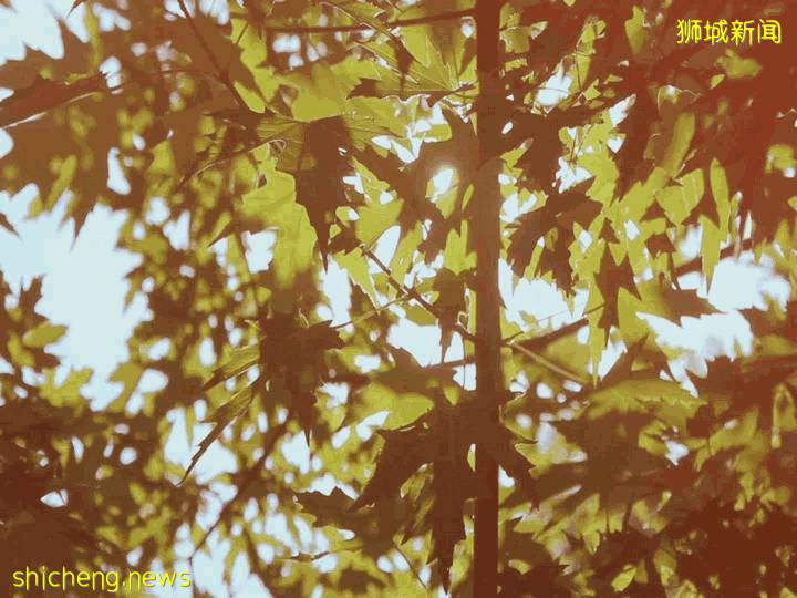 “花园城市”背后的故事，看完才知道新加坡这个小岛国有多努力