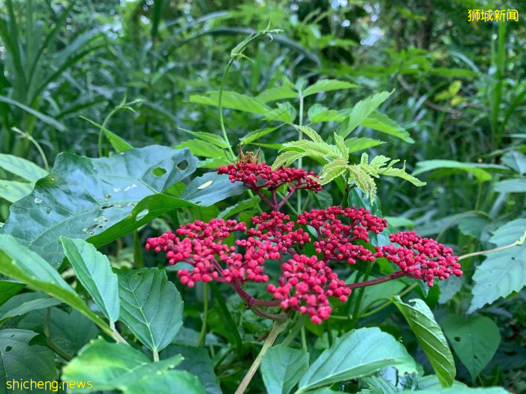 揭秘新加坡最新最热网红打卡地