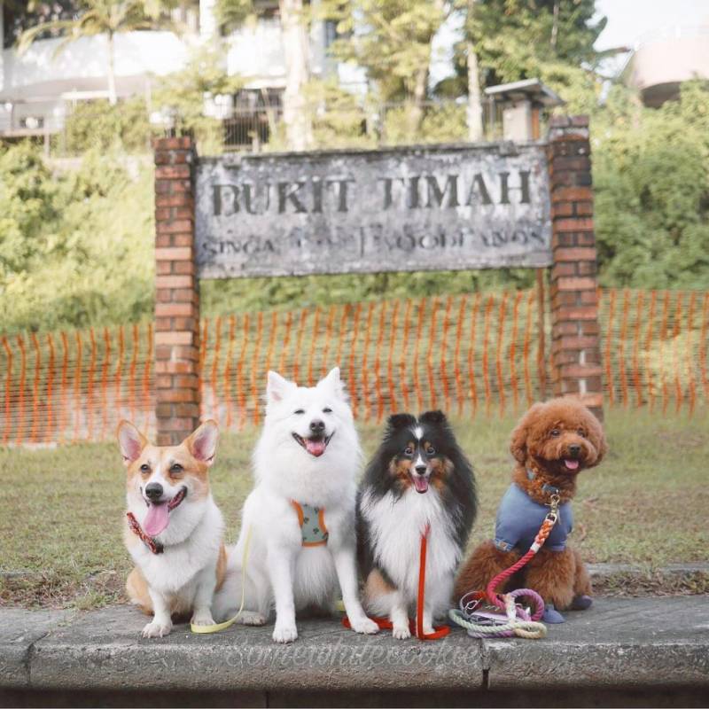 旧武吉知马铁路桥🚂 整修后重新开放!废弃老铁路化身徒步路线+宝藏级打卡地标