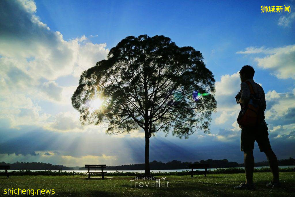 新加坡網紅樹@Upper Seletar Reservoir Park,對稱感美景,隨手一拍都是大片