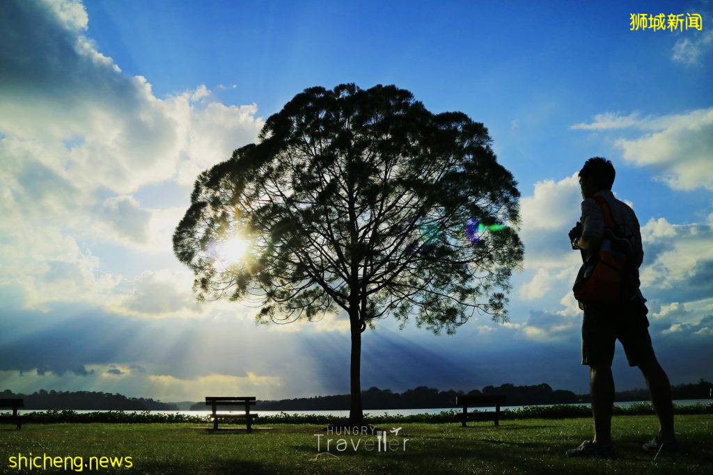 新加坡網紅樹@Upper Seletar Reservoir Park，對稱感美景，隨手一拍都是大片