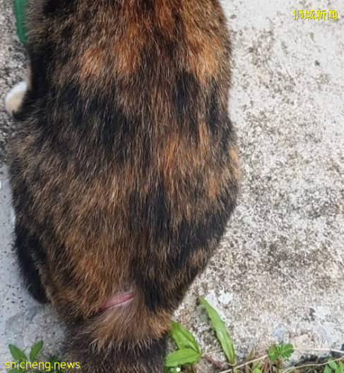 太殘忍了！新加坡宏茂橋虐貓狂再次揮刀砍貓