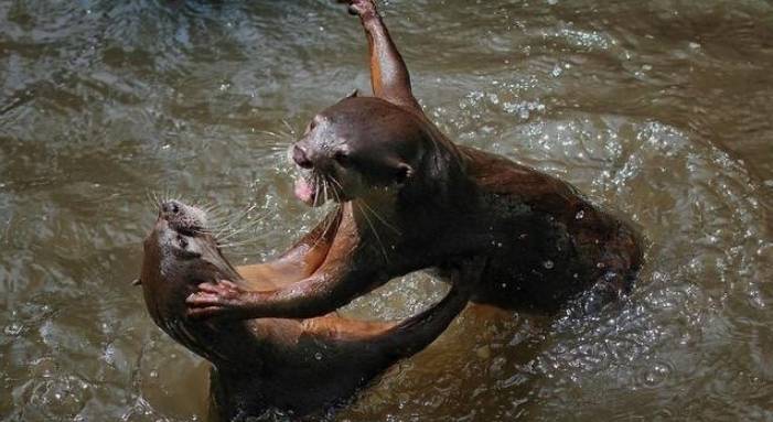 突發！這個海灘驚現一群巨型椰子蟹，還搶燒烤吃！新加坡也被鳄魚、蜥蜴、蟒蛇、水獺、猴子、野豬、野雞嚇到過