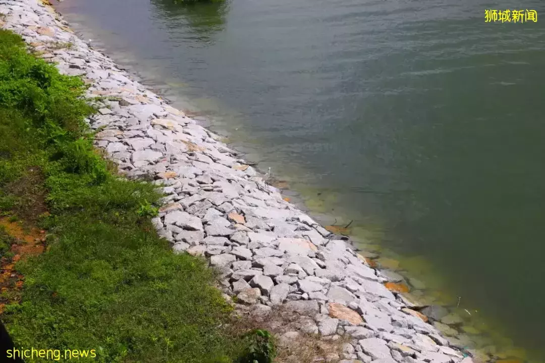 4天小長假!請來新加坡最美的濕地,超500種熱帶動植物免費看